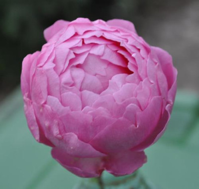 Scepter_dIsle_0011__12787.jpg