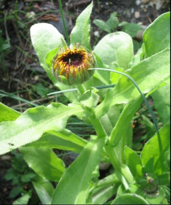 Calendula_im_Mai.jpg