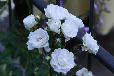 Rose_Unschuld_1111a.jpg