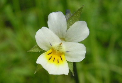 unbekannteblume_p5211150.jpg