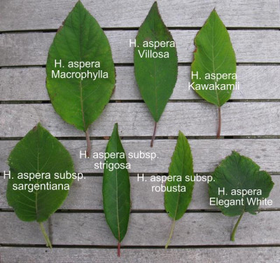 Vergleich_Hydrangea_aspera_Komplex_2011_Gartenpur.jpg