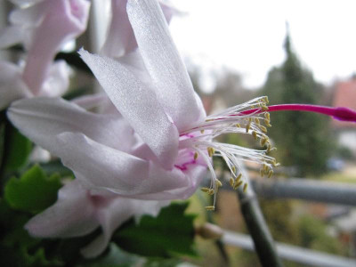 Schlumbergera_fast_wei.jpg