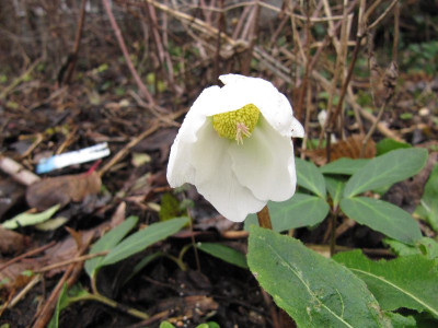 Helleborus_niger_111226.jpg