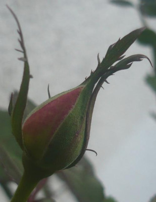 DT_1211_01.JPG