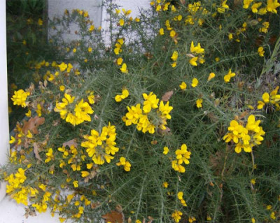 ulex-271211.jpg