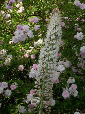 phm_mit_eremurus..jpg