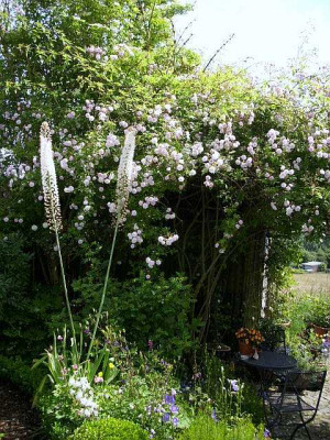 phm_plus_eremurus..jpg