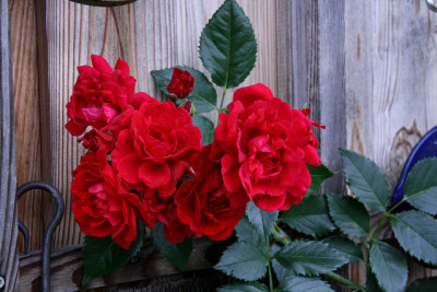 Rose_Heinfels2611a.jpg