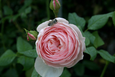Rose_Heritage0509a.jpg
