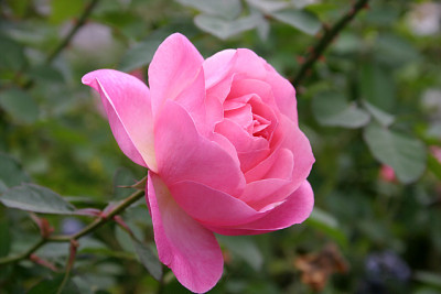 Rose_Hyde_Hall1210a.jpg
