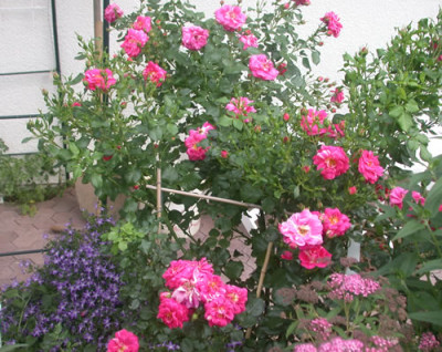 Kletterrose_Poulsens_Spalier_0005__2682.jpg