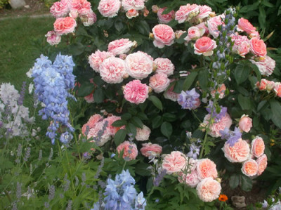 Rose_Belvedere_0005__2606.jpg