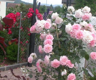 Kletterrose_Sorbet_0005__2678.jpg