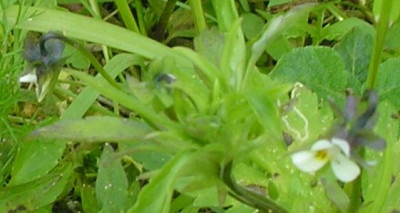 unbekannteblume_2_p5211151.jpg