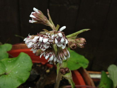 petasites-fragrans_20111226_zg.jpg