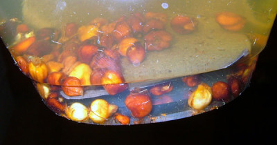 RosenNusse_RosenSamen.jpg