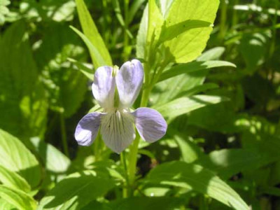 VIOLA_sp1.jpg