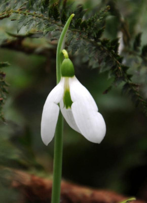 G.elwesii.jpg