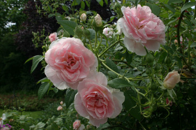Rose_Kir_Royal0108a.jpg