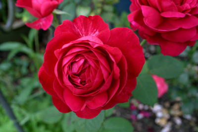 Rose_L.D.Braithwite0307a.jpg