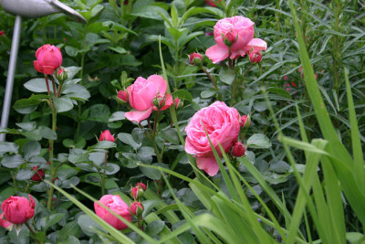 Rose_Leonardo_da_Vinci0109a.jpg
