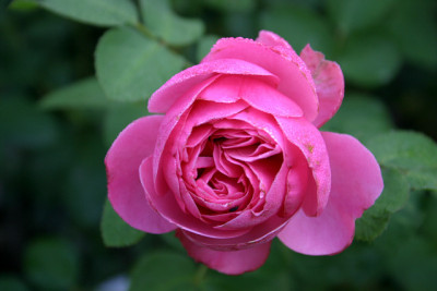 Rose_Leonardo_da_Vinci0709a.jpg