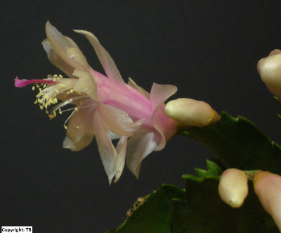 Schlumbergera_rosa_800x800_80KB.jpg