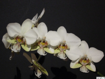 Phal_Brother_Pico_Chip_800x800_80KB.jpg