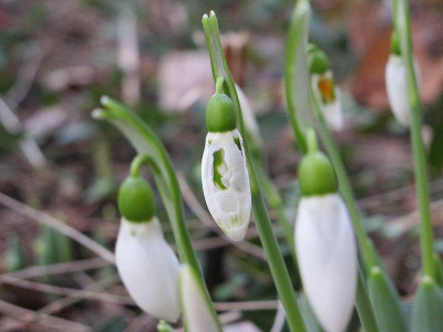 Galanthus_Silvester_2011.jpg