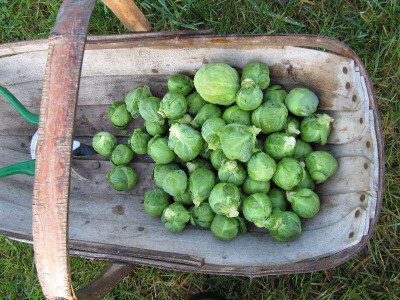Rosenkohl_111231.jpg