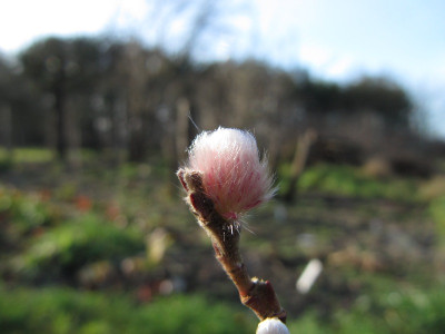 Rosa_Katzchenweide_Silvster_2011.jpg