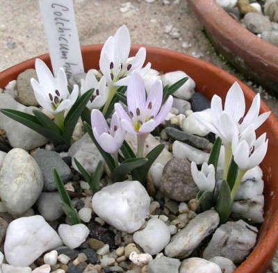 comp_Colchicum_hungaricum_Velebit_Star.jpg