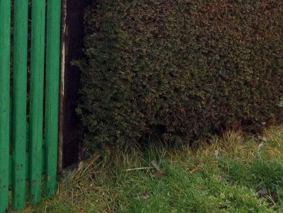 tor_29_hecke.jpg