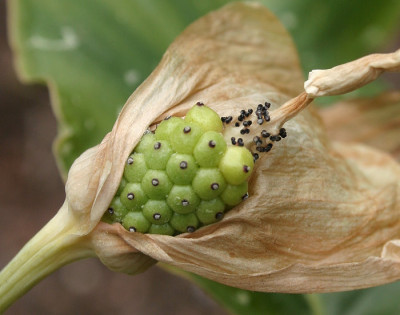 IMG_0358_eArisaema_species_aff_lobatum_CY-A-19-2004_05.JPG