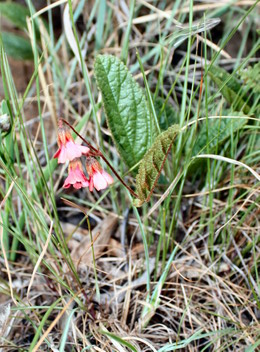 IMG_2334_Groenveranderung.JPG