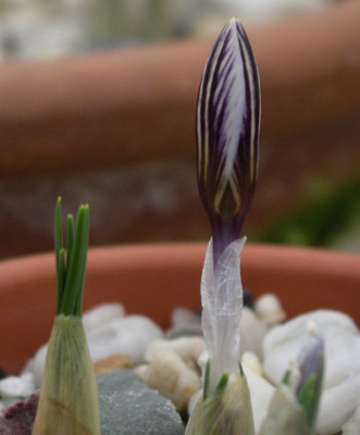 comp_Crocus_biflorus_ssp._nubigena.jpg
