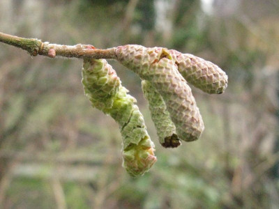 Corylus_avellana_Gartenpur.jpg