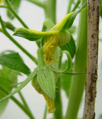 black_seaman_frucht_12.jpg