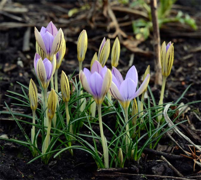 Crocus_i-1.jpg