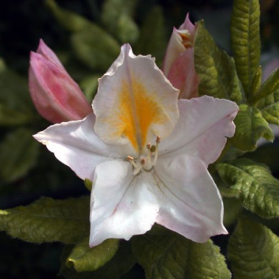 Azalea_mollis_Persil002.jpg