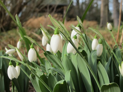 Galanthus_3.1.12_ue.jpg
