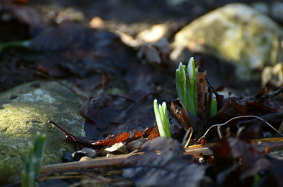galanthus_dritter_januar.jpg