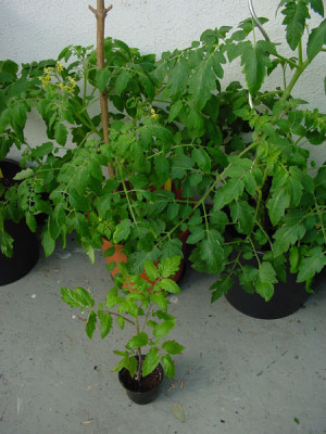 tomaten_groessenunters_4.jpg