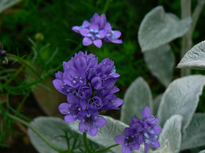 gilia_capitata1.jpg