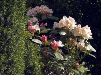 Rhodo-Hybr._Brasilia__2002.jpg