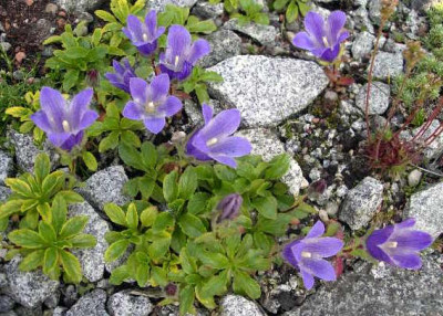 Campanula_pilosa_major_2005-05-21.JPG