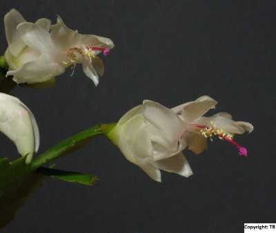 Schlumbergera_wei_800x800_80KB.jpg