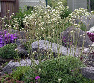 Saxifragenblute_2005-05-21_007.JPG