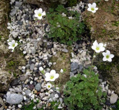Saxifraga_cebennensis_2005-05-21.JPG