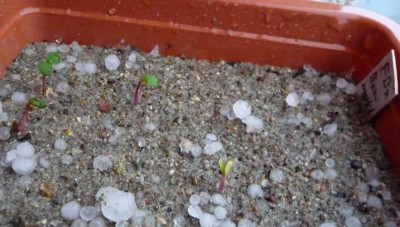 Hagel_Saemlinge1.JPG